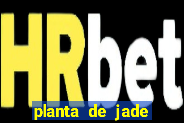 planta de jade significado espiritual